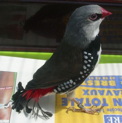 diamant goutelette 1.jpg