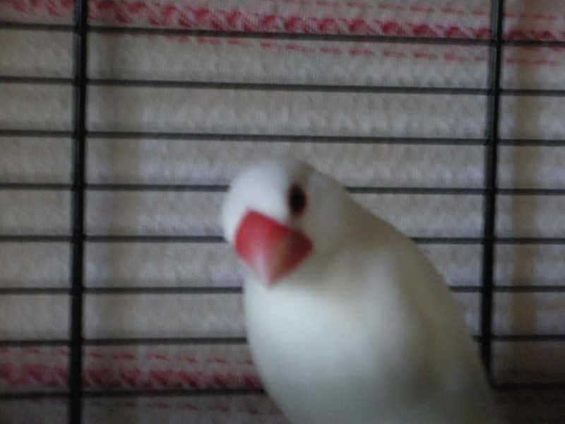 22 Juin 2009 00014.jpg