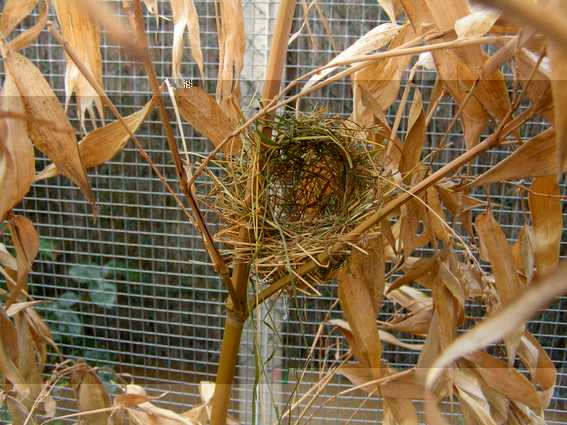 Nid franciscains dÃ©but.jpg