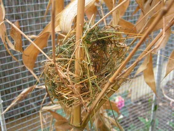 Nid franciscains profil.jpg