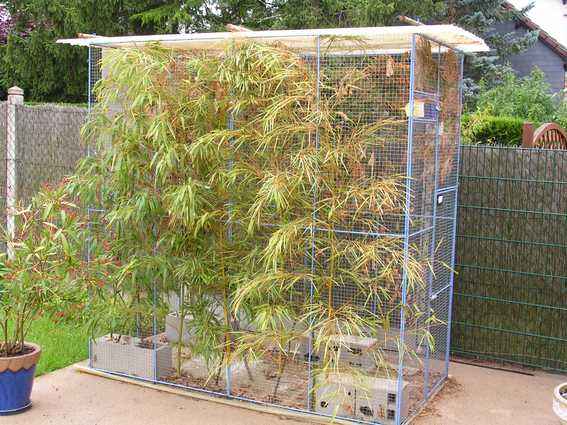 voliere roselins.jpg