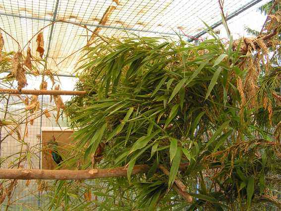 Nid roselin cachÃ©.jpg