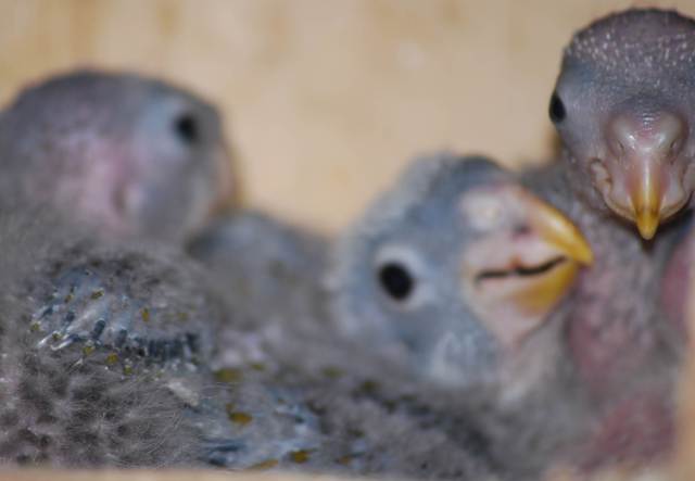 essai nikon 282a.jpg