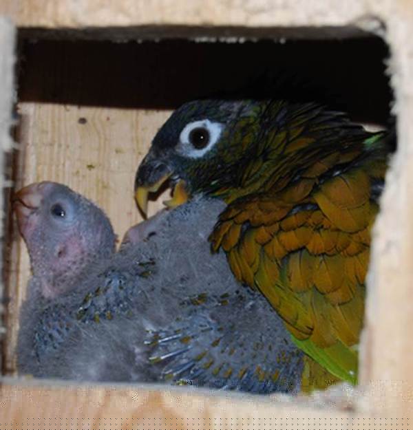 essai nikon 297a.jpg