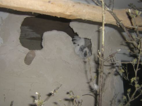 zazou et ZÃ©lie au nid.jpg