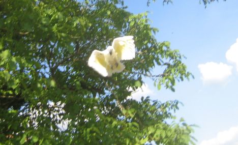 zazou dehors 03 05 2009 (28a).jpg