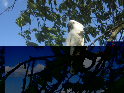 zazou dehors 03 05 2009 (22b).jpg