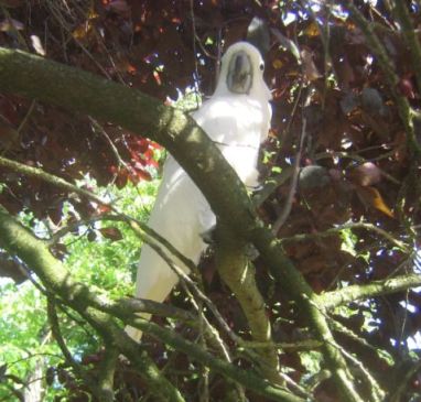 zazou dehors 03 05 2009 (5b).jpg