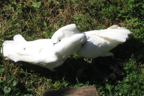 cacatoes au jardin.jpg