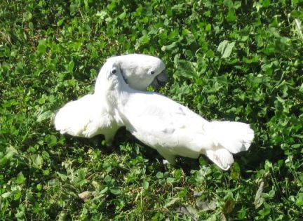 cacatoes au jardin 1).jpg