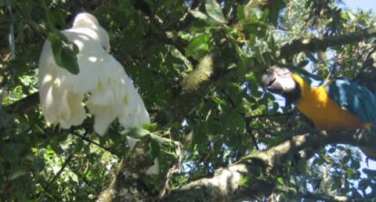 cacatoes au jardin 5).jpg