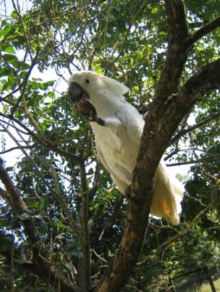 cacatoes au jardin 3).jpg