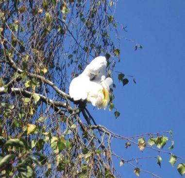 cacatoes au jardin 4).jpg