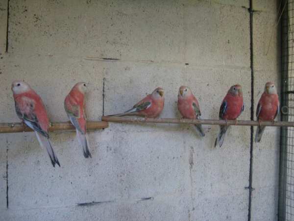 bb OPF 09 NET et pÃ¨re.jpg