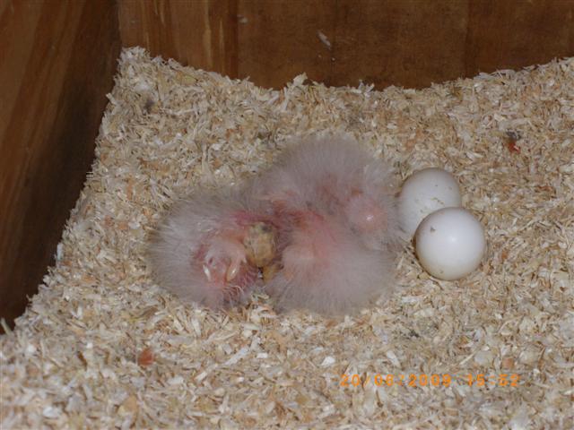 IMGP0679 (Small).JPG