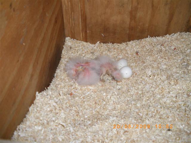 IMGP0677 (Small).JPG