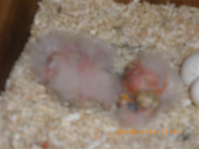 IMGP0675 (Small).JPG