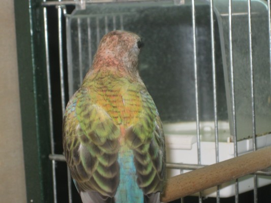 20090620 (10) [].JPG