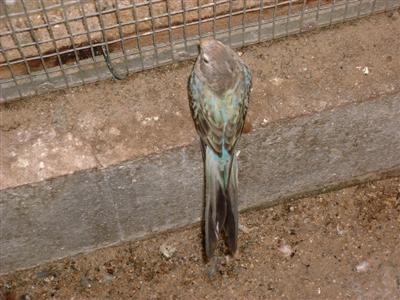 bourke (2) (Custom).JPG