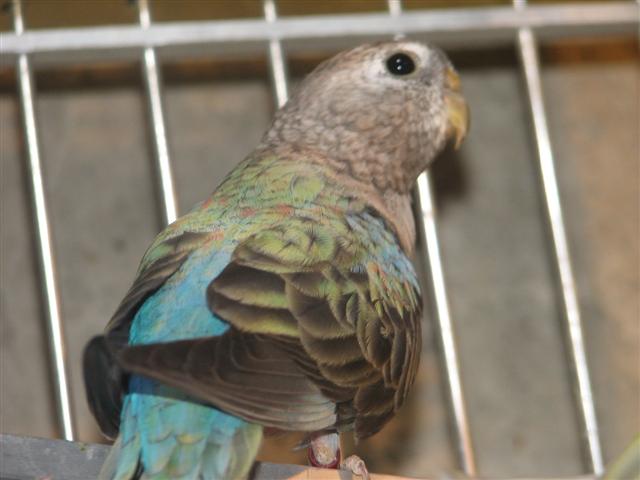 perruche de bourke 20080106 (5) (Small).JPG