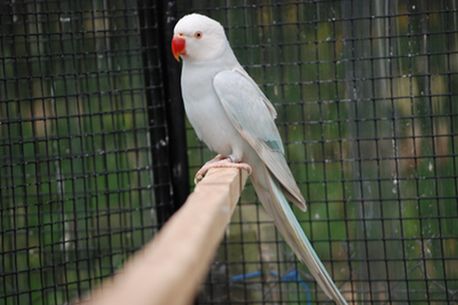 collier cinamon bleu 012.jpg