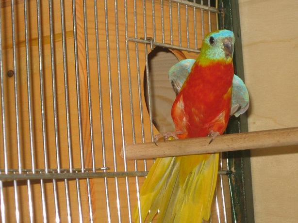 DILUDE-OPALINE-PVR (80).JPG