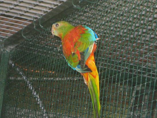 OPALINE-PVR (19) - Copie.JPG