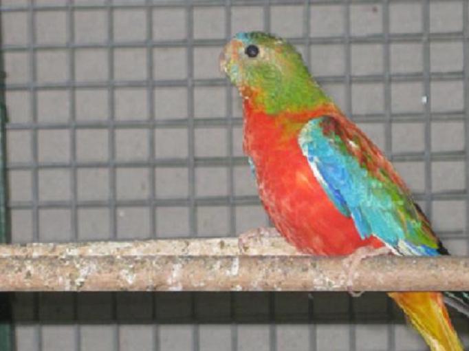 OPALINE-PVR (20) - Copie.JPG