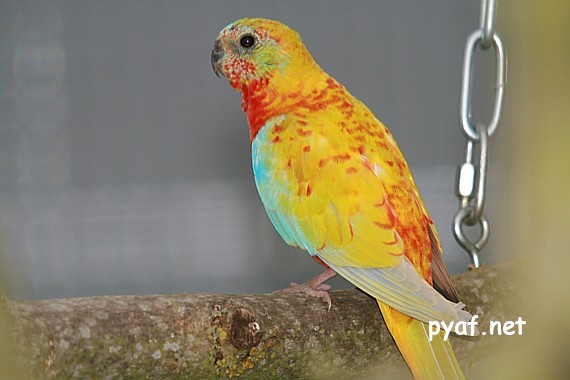 Turquoisines B09.jpg