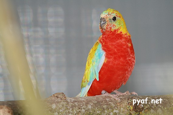 Turquoisines B09 (1).jpg