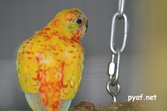 Turquoisines B09 (2).jpg