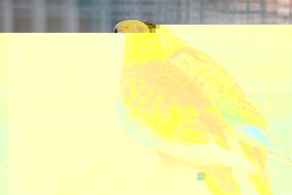 Turquoisines B09 (3).jpg