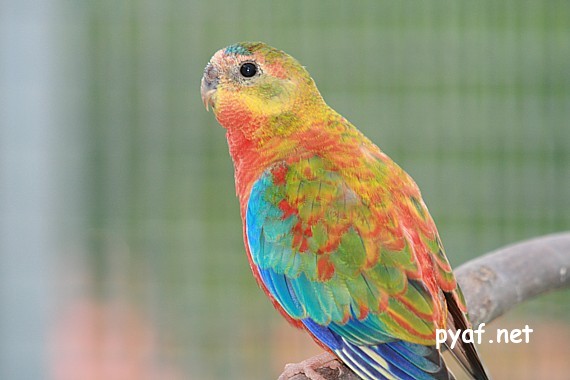 Turquoisines B09 (4).jpg