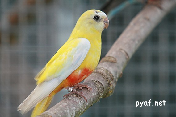 Turquoisines B09 (5).jpg