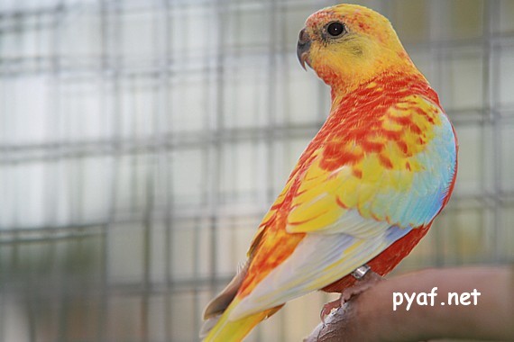 Turquoisines B09 (6).jpg