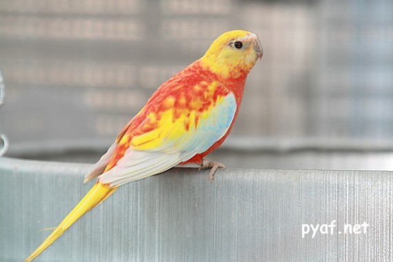 Turquoisines B09 (7).jpg