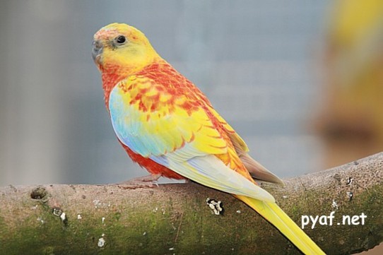 Turquoisines B09 (8).jpg