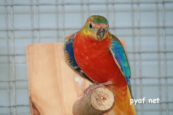 Turquoisines B09 (9).jpg