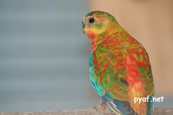 Turquoisines B09 (10).jpg