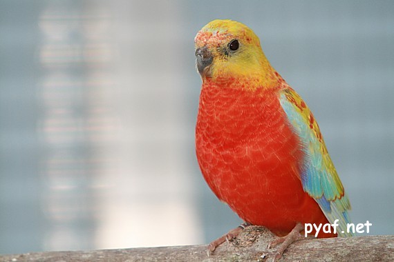 Turquoisines B09 (11).jpg