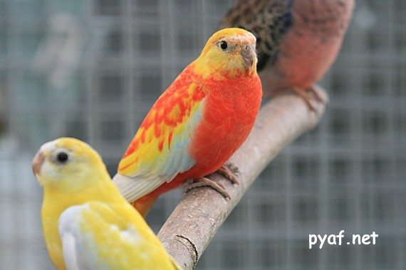 Turquoisines B09 (13).jpg