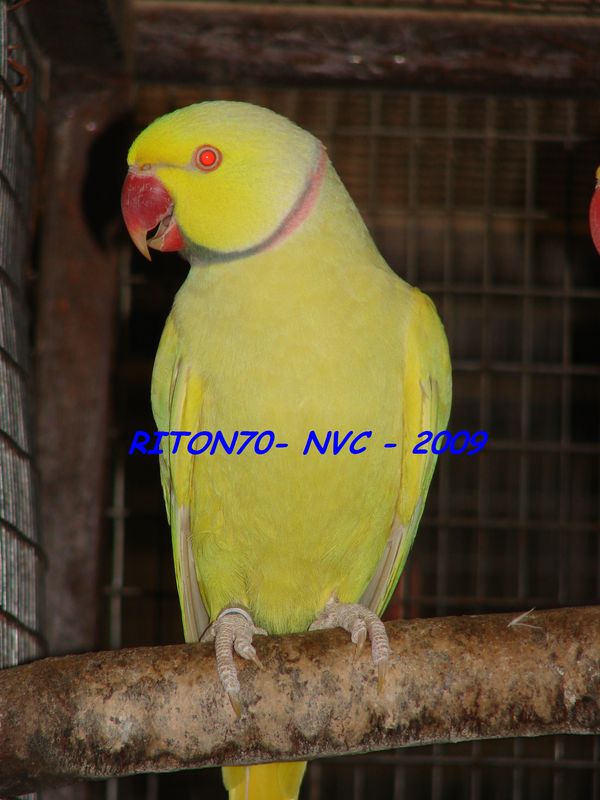 Collier PallidIno 2.jpg