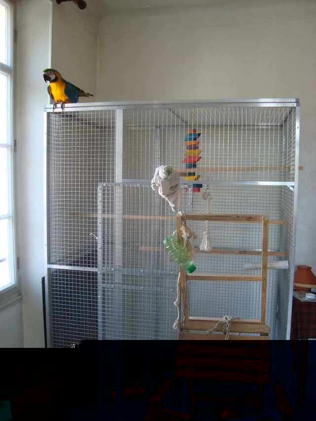 bÃ©bÃ© pyrrhu 027.JPG