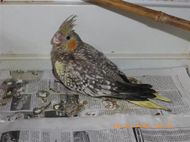 IMGP0915 (Small).JPG