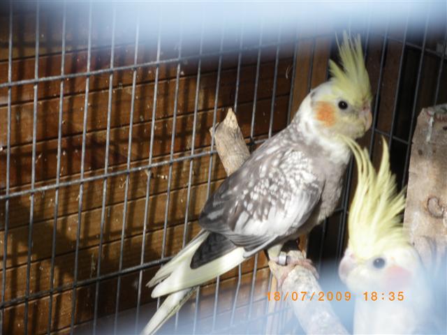 IMGP0911 (Small).JPG