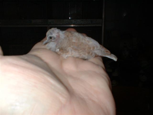 COLOMBE DIAMANTS 15.01 05 008 (Small).jpg