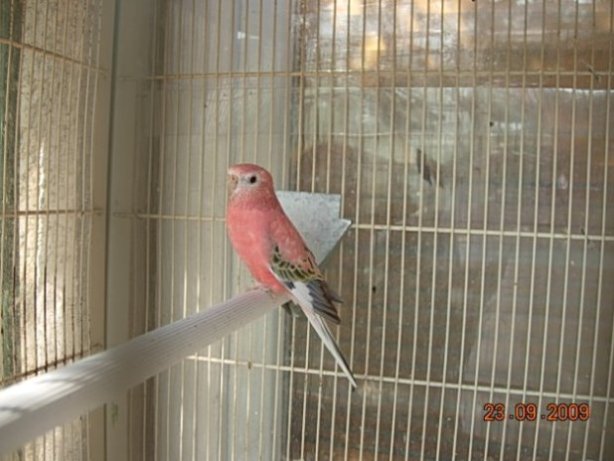 Couple 15 MÃ¢le.JPG