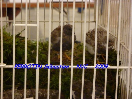 Bourse de Niort 022.JPG