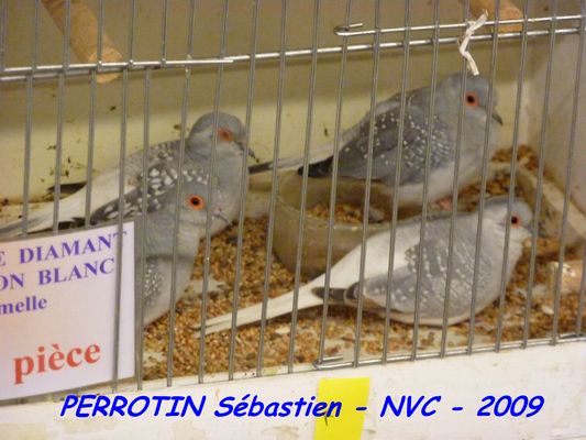 Bourse de Niort 082.JPG