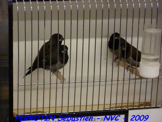 Bourse de Niort 083.JPG